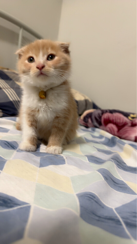 scottish fold kitten pure - 3