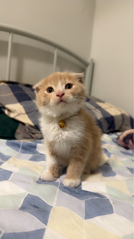 scottish fold kitten pure - 6