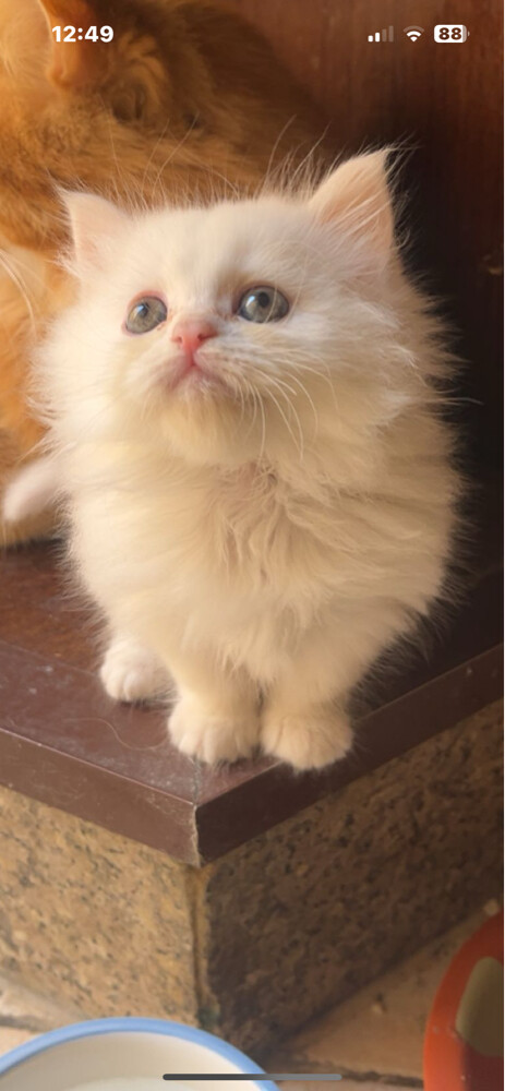 .Femal cat for sale - 1