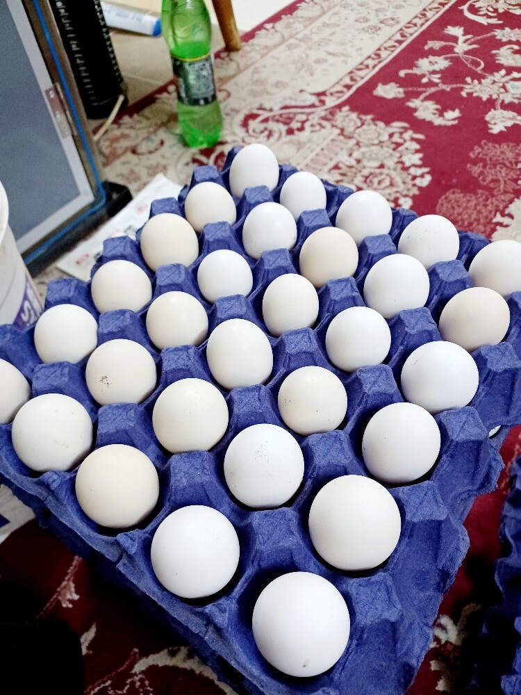 Desi baladee chicken egg for sale - 1