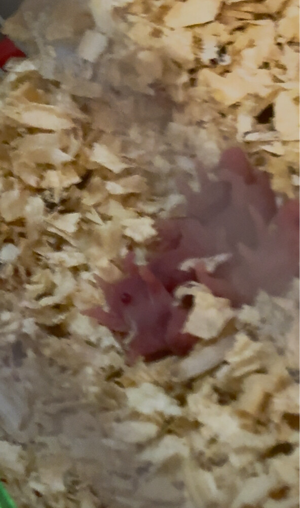 hamster  - 10