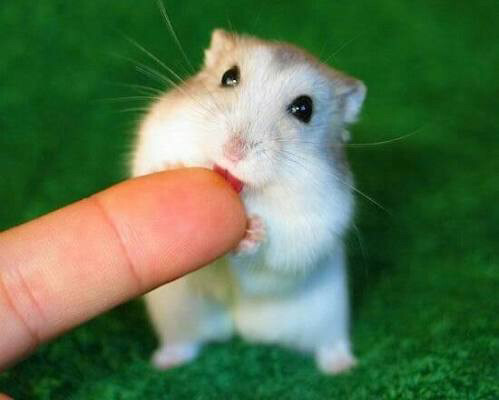 hamster  - 5