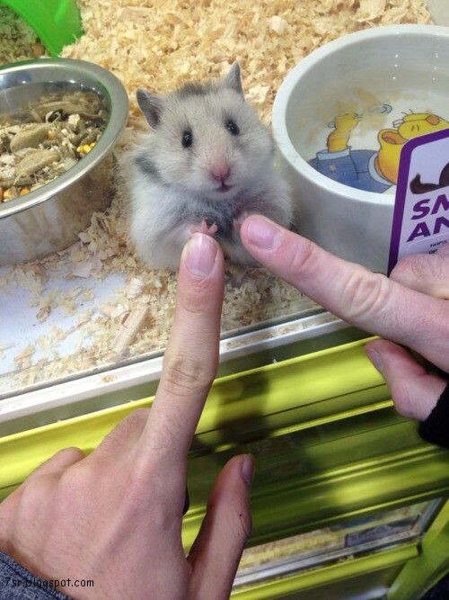 hamster  - 9