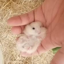 hamster  - 8