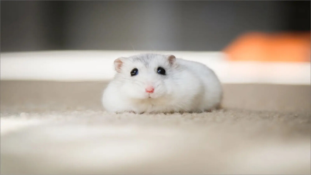 hamster  - 4
