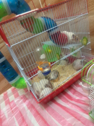 hamster  - 2