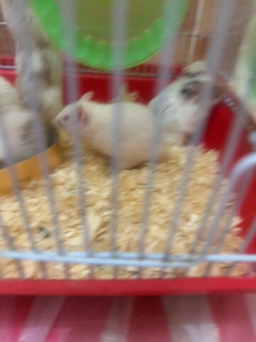hamster  - 1