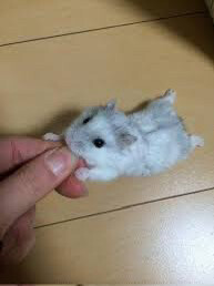 hamster  - 3