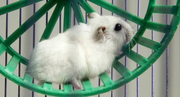 hamster  - 6