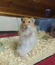 hamster  - 7