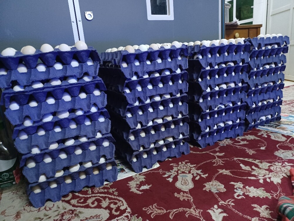 Desi baladee chicken egg for sale - 2