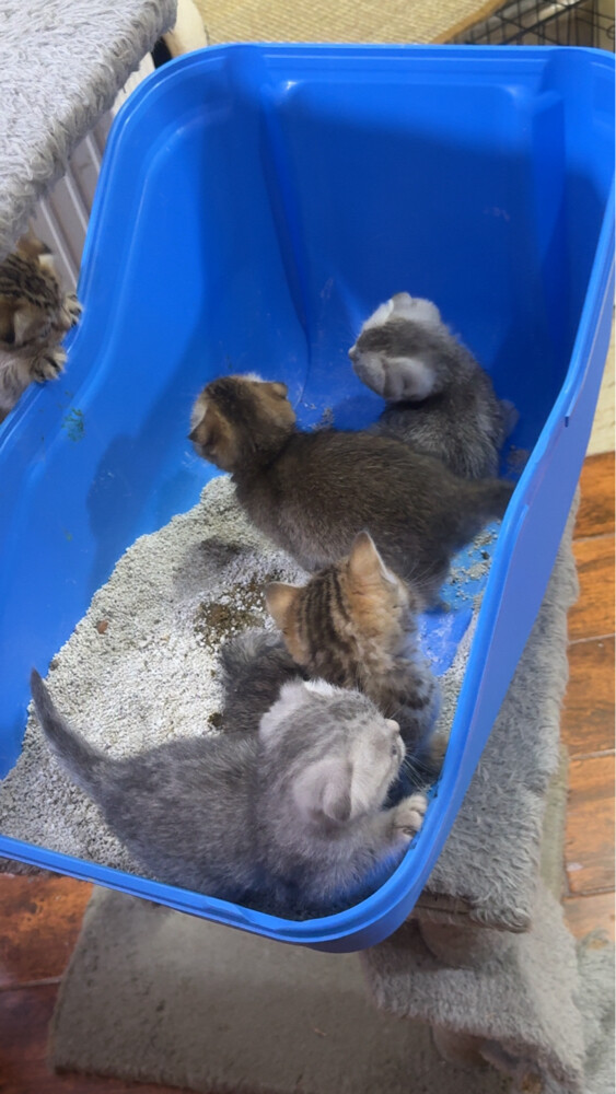 قطط بريطانيه للبيع - 3