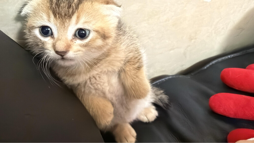 قطط بريطانيه للبيع - 1