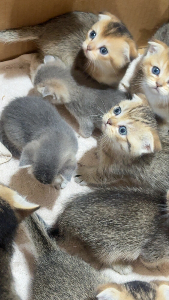 قطط بريطانيه للبيع - 2