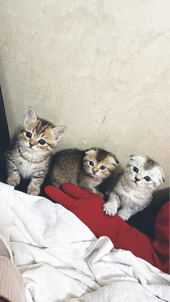 قطط بريطانيه للبيع - 9