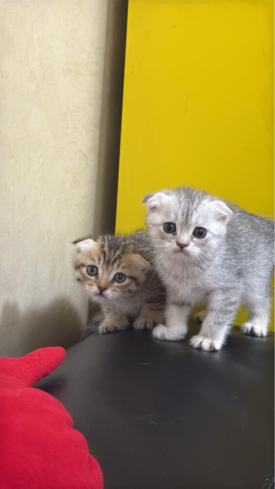 قطط بريطانيه للبيع - 8