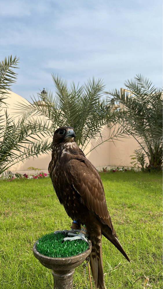 حر  - 2