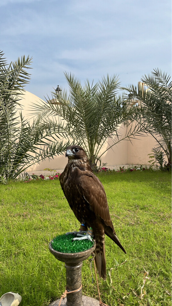 حر  - 3