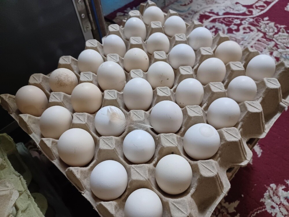 Chicken egg balade - 1