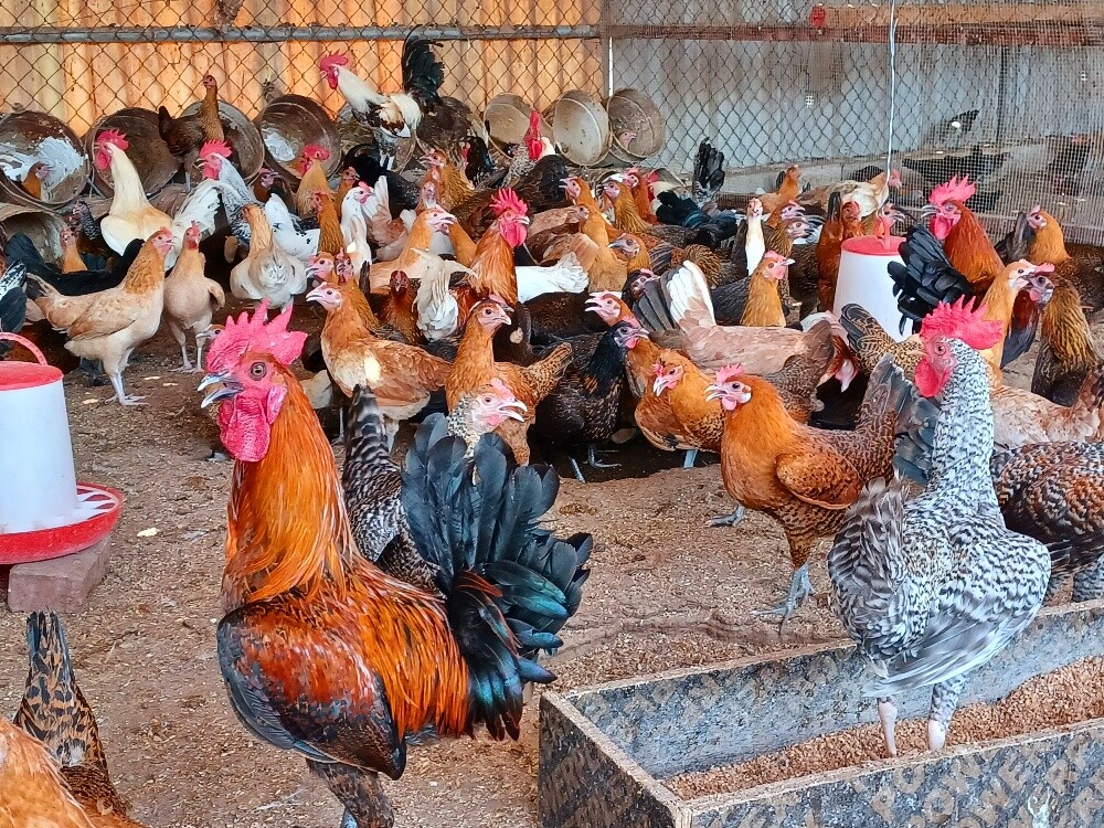 Chicken egg balade - 3