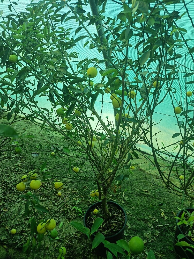 مهندس زراعي - 2