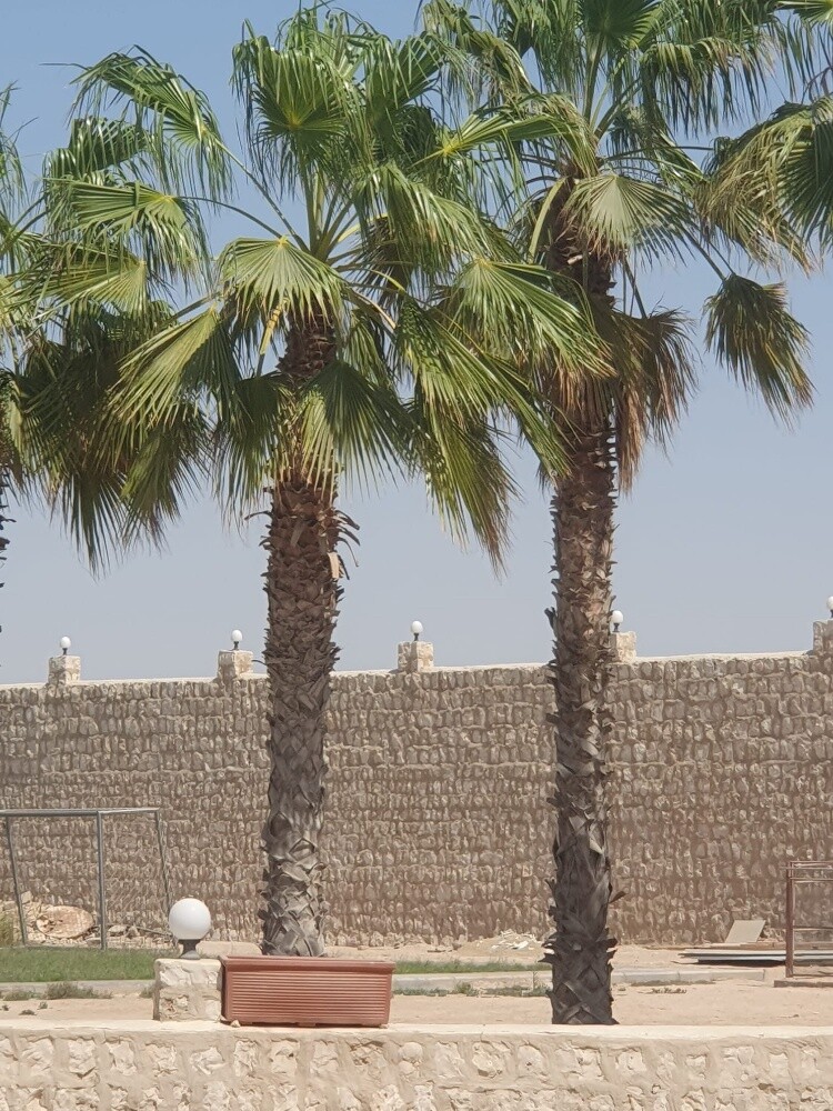وشنطنيا نخيل - 3