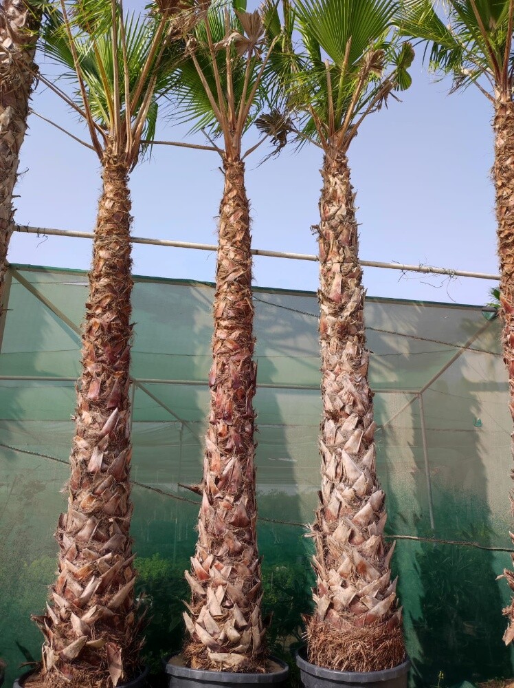 وشنطنيا نخيل - 2