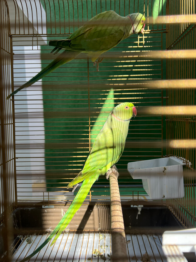 2Male and female Ringneck parrot  - 2