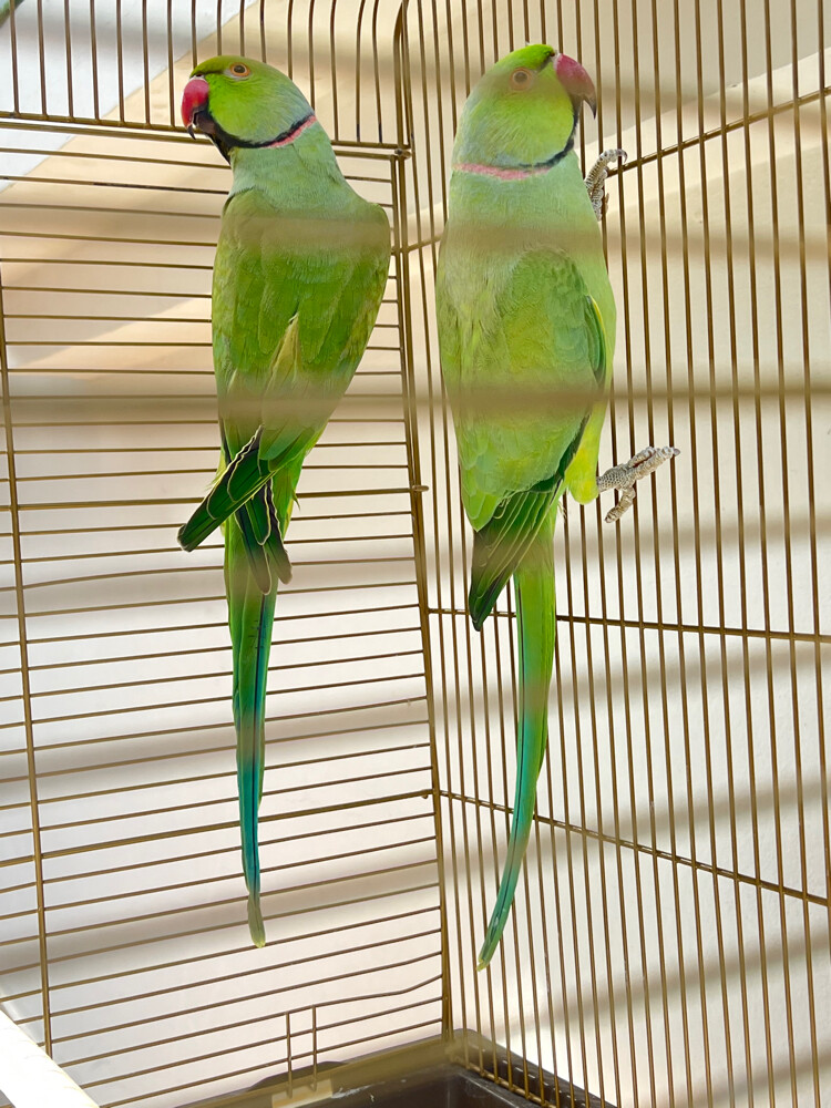 2Male and female Ringneck parrot  - 3
