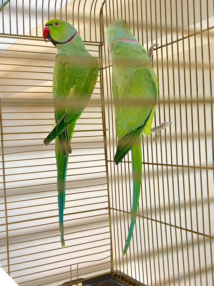 2Male and female Ringneck parrot  - 4