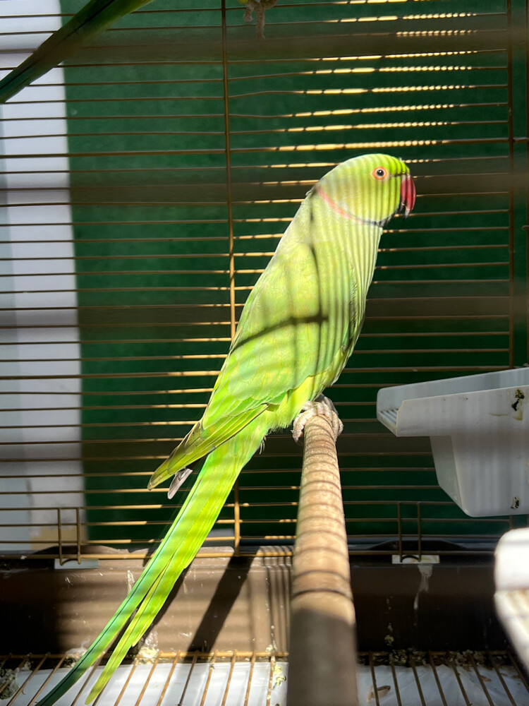 2Male and female Ringneck parrot  - 1