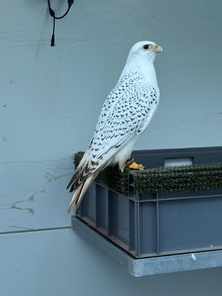 Photo sessions with the falcon - 3