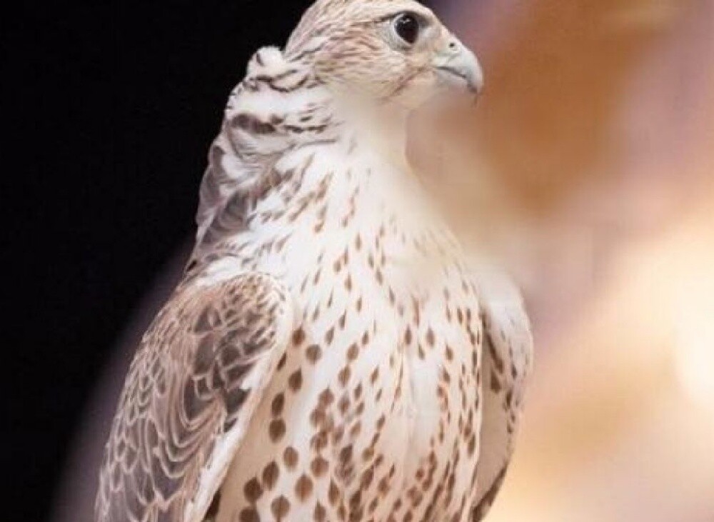 Photo sessions with the falcon - 1