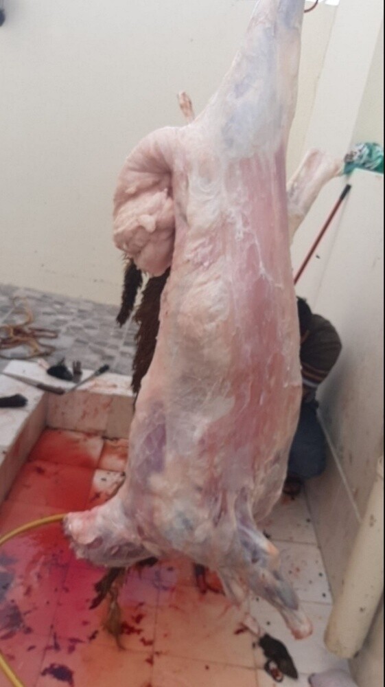قصاب وجزار عربي خبره طويله - 1