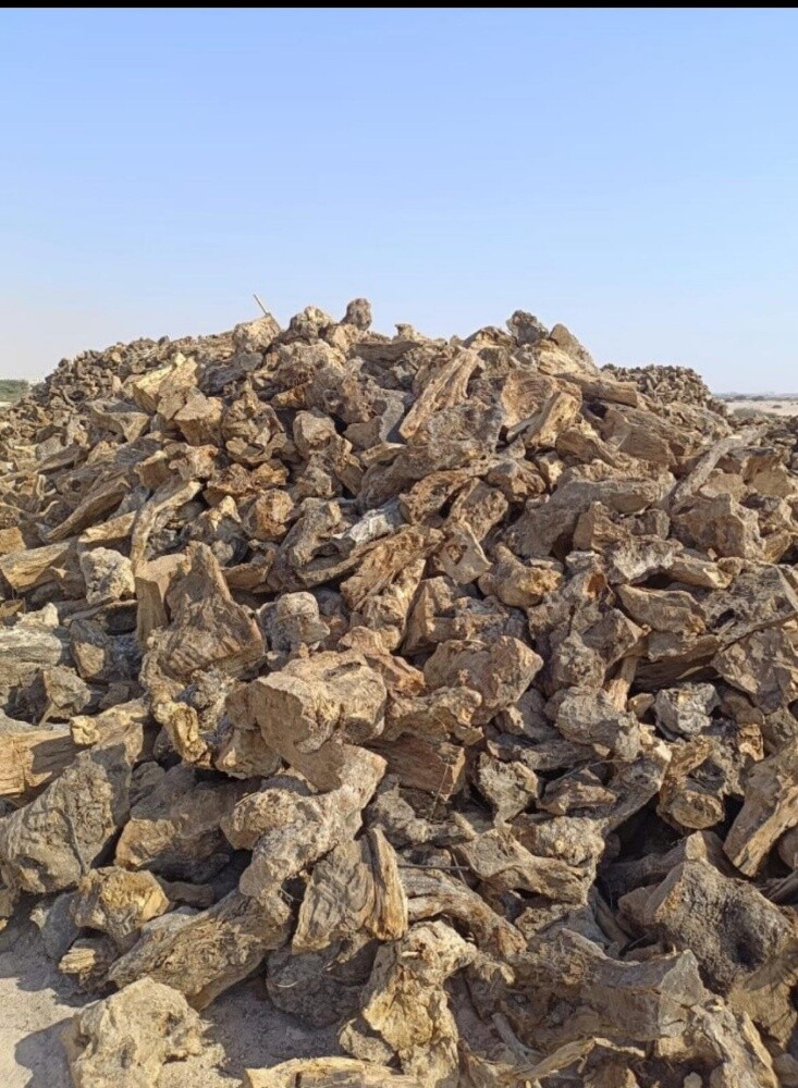 حطب زيتون اسباني - 1