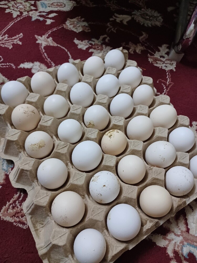 Desi baladee chicken egg for sale - 1