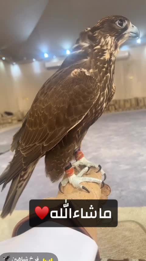 ياربع الطير ضايع صوب روضة راشد - 2