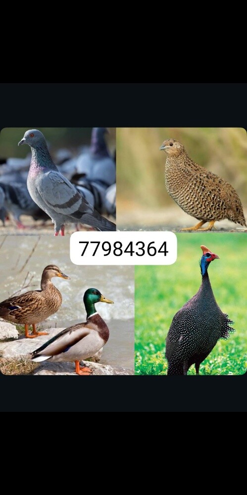 رقطه - 1