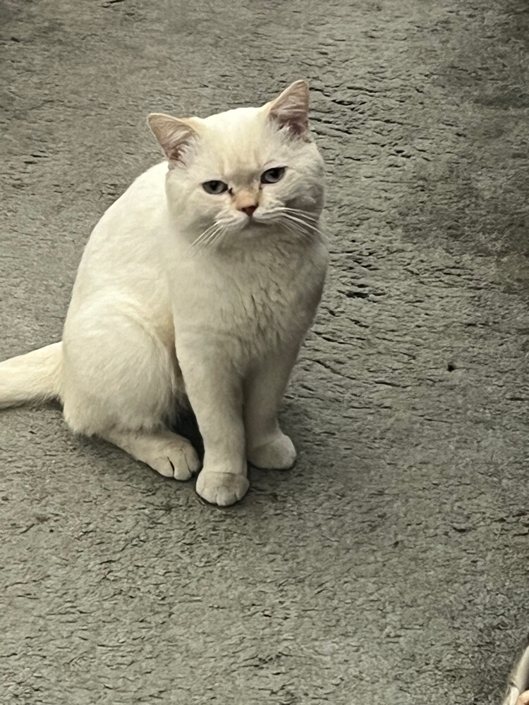 لوي - 1