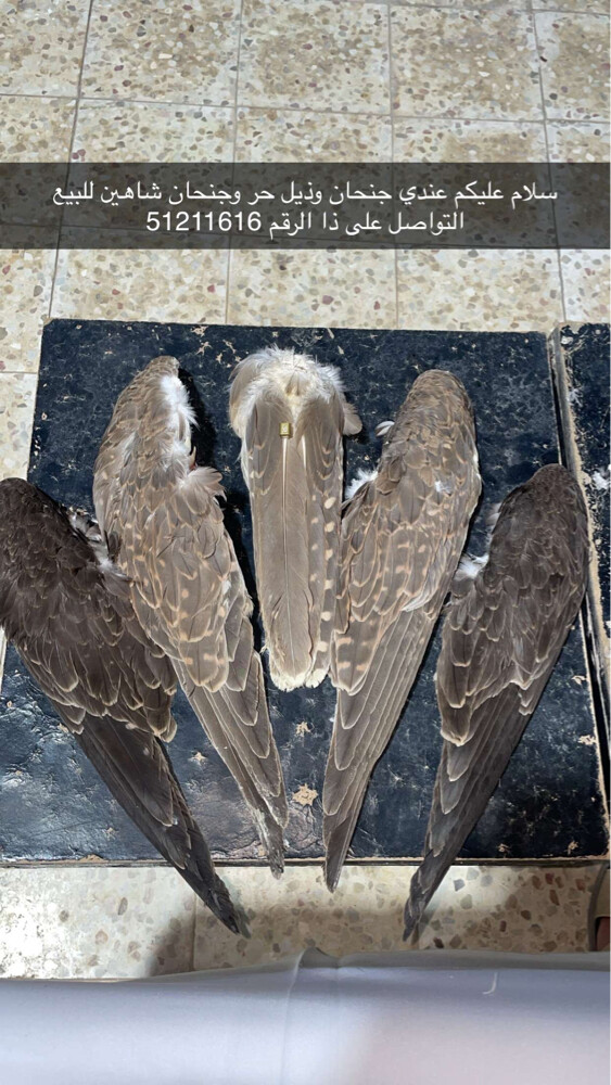 سلطان - 1