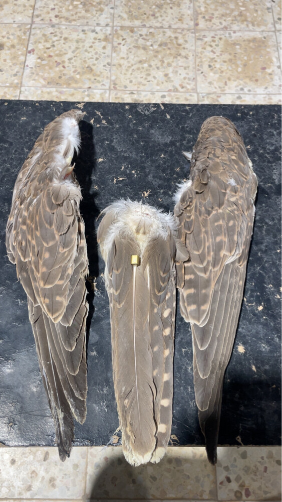 سلطان - 2
