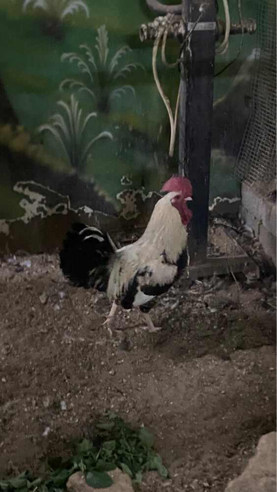 rooster - 1