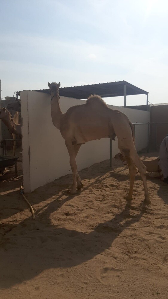 مطلوب - 1