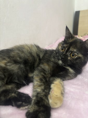 Female cat for adoption - 2