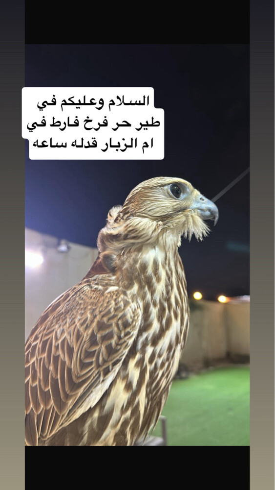 ياهل النفوس العزيزه لي طير فارط - 1