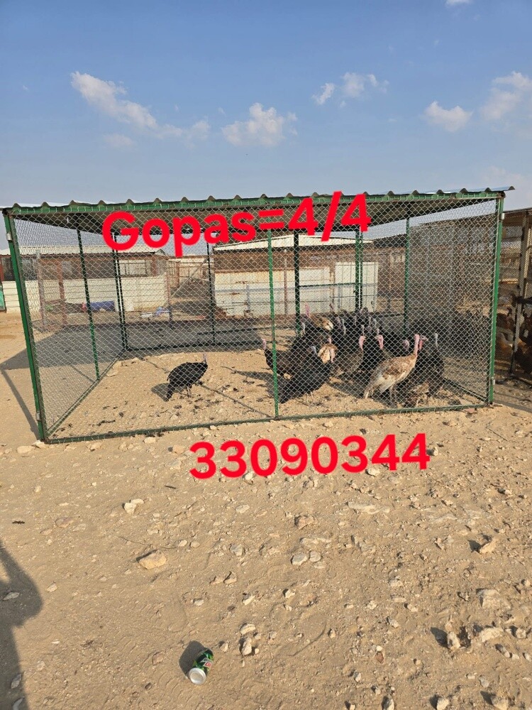 Cages3/3 - 2