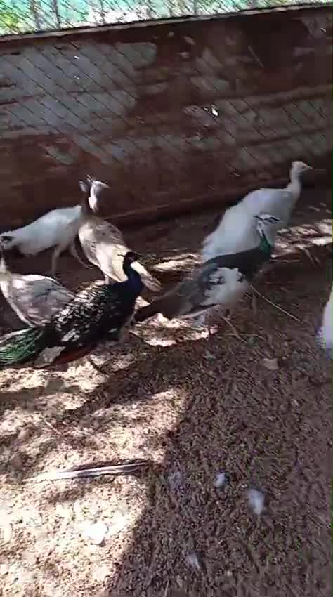 طاؤوس ابيض وملون منتج بصحة جيدة - 1