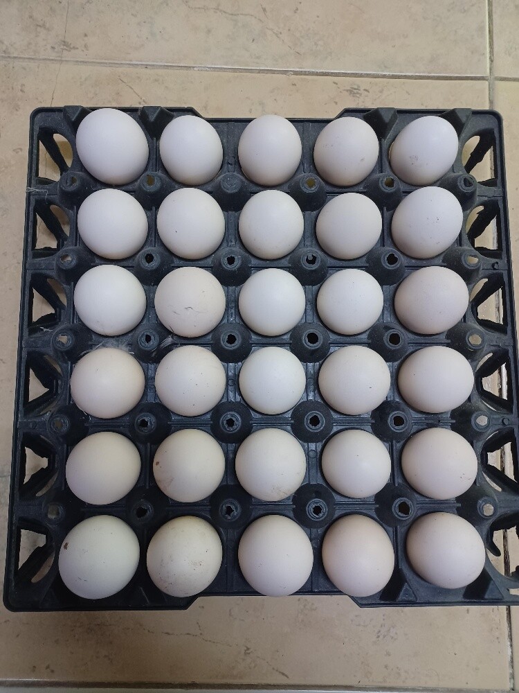 Fresh Desi baladee chicken egg - 1
