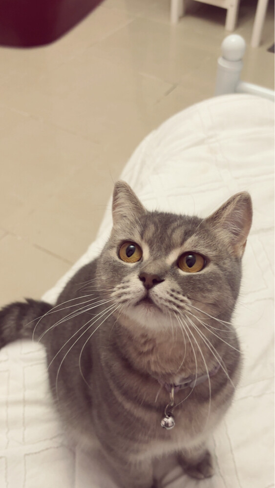 female cat for mating - 1