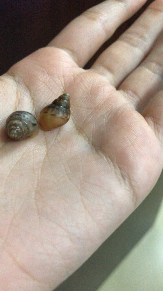 snails - 2